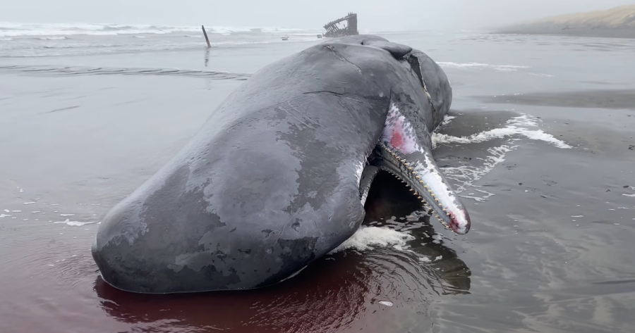 A 40,000 pound juvinile sperm whale washed up near Fort Stevens.