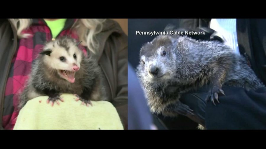 People have started to question Punxsutawney Phils reliability