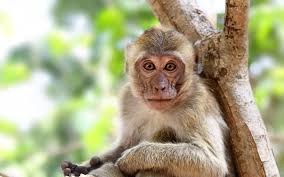 50 rhesus macaque primates escaped from the Alpha Genesis Research Facility in South Carolina on November 6, 2024. 
