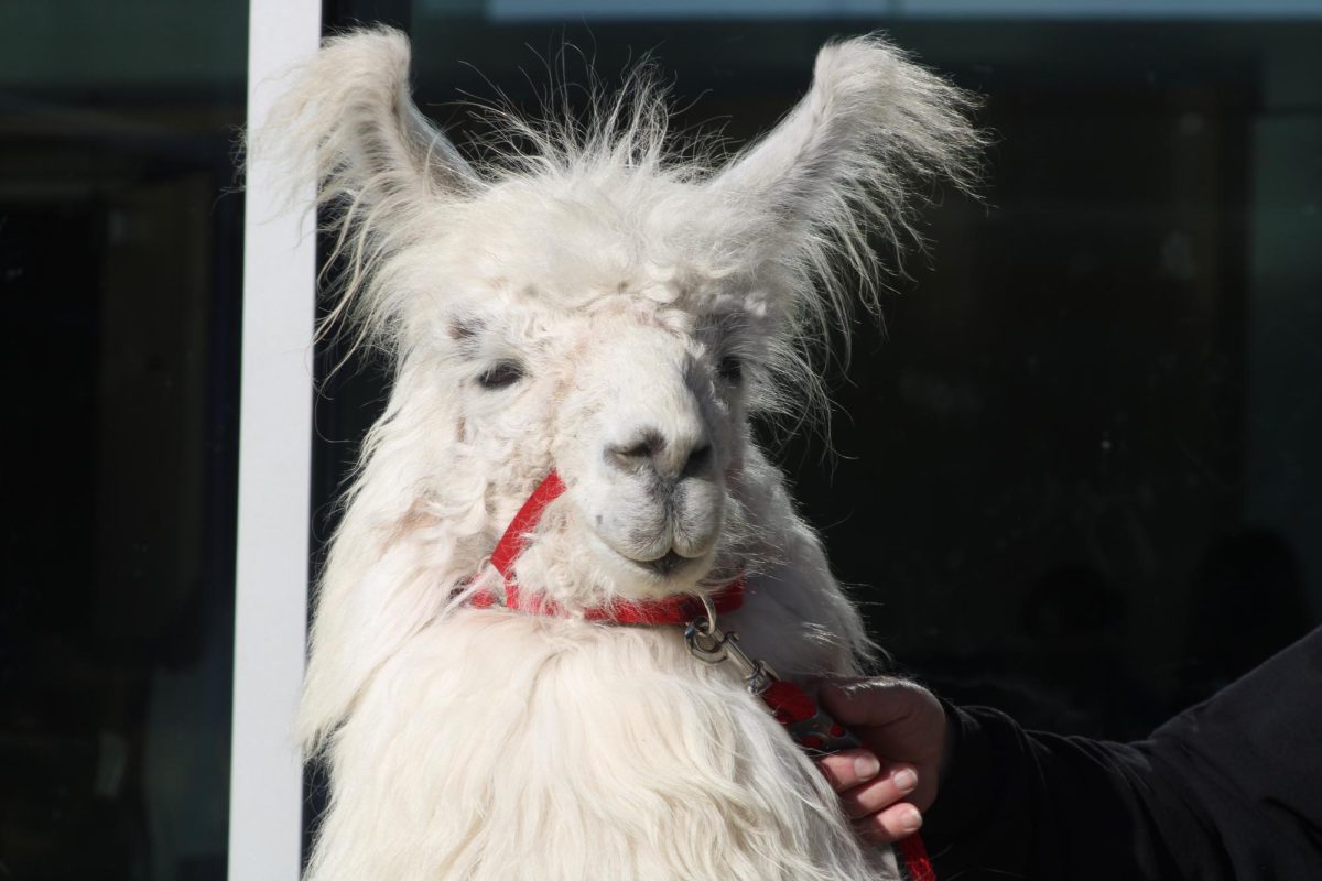 Caesar the No Drama Llama visits Barlow students on January 21st before finals week to bring some lunchtime relaxation.