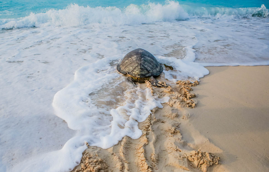 Happy sea turtle waddeling its way back into the ocean.