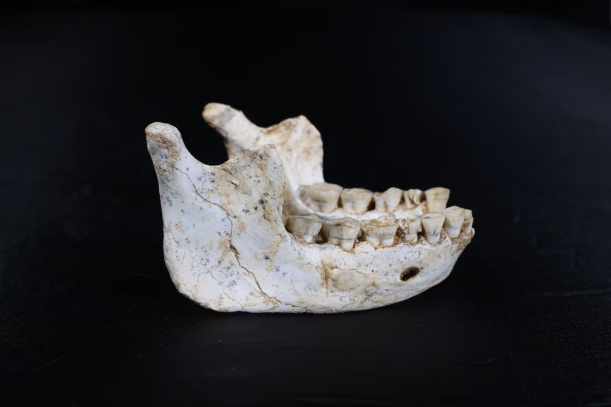 A picture of one of the jawbones that was discovered from 773,000 years ago.