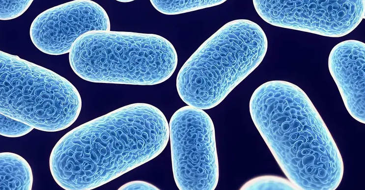 Microscopic image of Bacterial Pneumonia (Streptococcus pneumoniae).