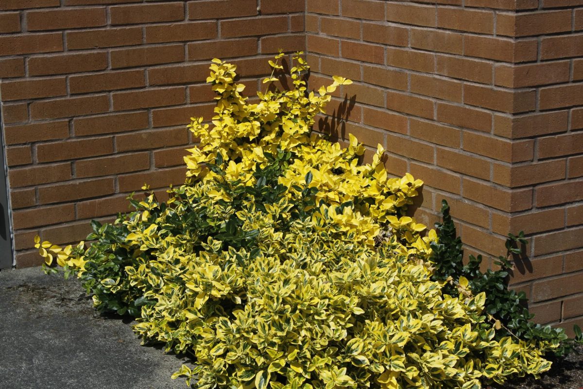 These flowers bloom at the height of spring, filling the scenery with color.